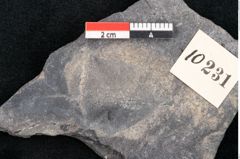 Foto (Detailansicht) von Flabellaria sublongirhachis Ettingshausen (NHMW-GEO-2024-0188-10231)